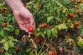 Organic cherry tomato plant with ripe tomatoes and man hand gathers red tomatoes Royalty Free Stock Photo