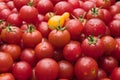 Organic Cherry tomatoes at the market freshly picked from the garden Royalty Free Stock Photo