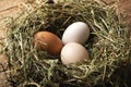 Organic chicken eggs in nest closeup Royalty Free Stock Photo