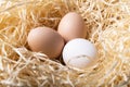 Organic chicken eggs in nest closeup Royalty Free Stock Photo