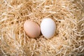 Organic chicken eggs in nest closeup Royalty Free Stock Photo