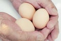 Organic chicken eggs in palms Easter Royalty Free Stock Photo