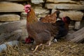 Organic chicken farming without antibiotics