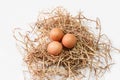 Organic chicken fresh eggs in the nest. Royalty Free Stock Photo