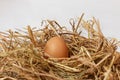 Organic chicken fresh eggs in the nest. Royalty Free Stock Photo