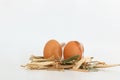 Organic chicken fresh eggs in the straw nest. Royalty Free Stock Photo