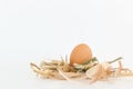 Organic chicken fresh eggs in the straw nest. Royalty Free Stock Photo