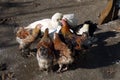 Organic chickens and white ducks in the village drink water and eat food