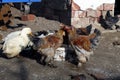 Organic chickens and white ducks in the village drink water and eat food