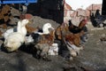 Organic chickens and white ducks in the village drink water and eat food