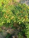 Organic chili plants in the forets Royalty Free Stock Photo