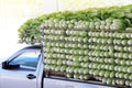 Organic chinese cabbage arranged on truck