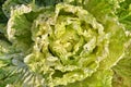 organic Chinese cabbage