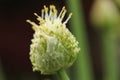 Organic Chive Seed Pod Royalty Free Stock Photo