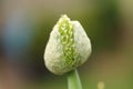 Organic Chive Seed Pod Royalty Free Stock Photo