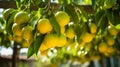 Organic citrus branches with ripe lemons growing on green leaves in a sunlit and fruitful garden