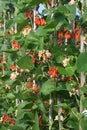 Organic climbing runner or pole beans. Royalty Free Stock Photo