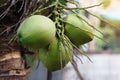 Organic coconut fruits hang on tree in garden.