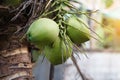 Organic coconut fruits hang on tree in garden.