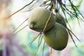 Organic coconut fruits hangs on tree in garden.