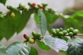 Organic Coffee Beans from Kerala, India