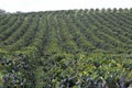 Organic Coffee Farm