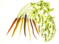 Organic Colorful Carrots with Greens on White Background