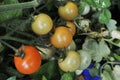 Colourful cherry tomatoes ripening on one branch Royalty Free Stock Photo