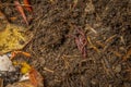 living organic compost in the detail