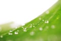 Organic conception, fresh green grass, leaf and water drops back
