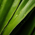 Organic Contours: Close-up Of Bamboo Leaf With Water Drops