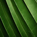 Organic Contours: Close Up Of Green Banana Leaves