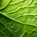 Organic Contours: A Close-up Of A Green Geranium Leaf In Uhd