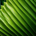 Organic Contours: Close Up Image Of A Green Palm Leaf