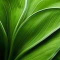 Organic Contours: A Close-up Image Of A Lily Leaf