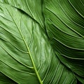 Organic Contours: A Close-up Of A Lily Leaf In Exquisite Detail