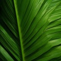 Organic Contours: Close-up Of A Palm Leaf In Uhd