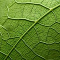 Organic Contours: Close Up View Of A Hydrangea Leaf With Green Veins