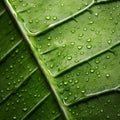 Organic Contours: Close Up Of Water Droplets On A Green Leaf