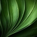 Organic Contours: Hyper-realistic Green Leaf Abstract Background Royalty Free Stock Photo