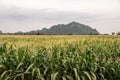 Organic corn field at agriculture field.