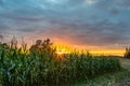 Organic Corn Field for Biomass on Cloudy Summer Evening with Sunset Colors