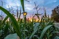 Organic Corn Field for Biomass on Cloudy Summer Evening with Sunset Colors and Dramatic Sky - Concept of Nutrition full Vegetables