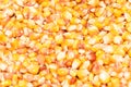 Organic corn graines Royalty Free Stock Photo