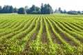 Organic corn plants