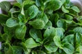 Organic corn salad freshly harvested and muddy - Valerianella lo Royalty Free Stock Photo