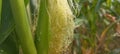 Organic Corn styles, Corn silk