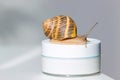 Organic cosmetics concept. Snail on a jar of skin cream. Copy space