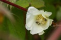 Organic cotton blossom. Cotton blossom hanging on cotton plant.