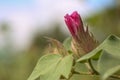 Organic cotton blossom. Cotton blossom hanging on cotton plant.